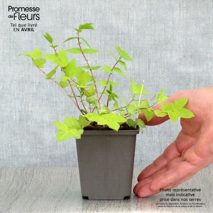 Filipendula ulmaria Aurea 8/9 cm pot sample as delivered in spring