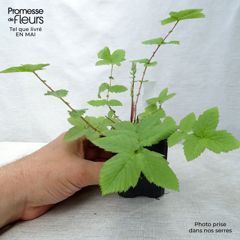 Filipendula ulmaria Plena 8/9 cm pot sample as delivered in spring