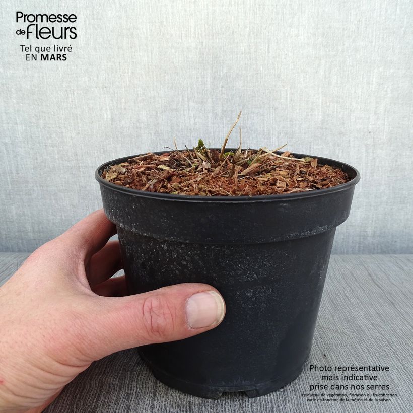 Filipendula ulmaria 2L/3L pot sample as delivered in winter