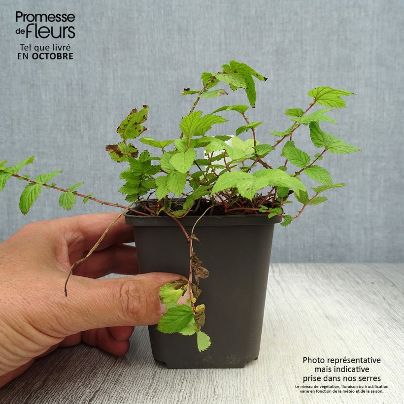 Filipendula ulmaria Rosea 8/9 cm pot sample as delivered in autumn