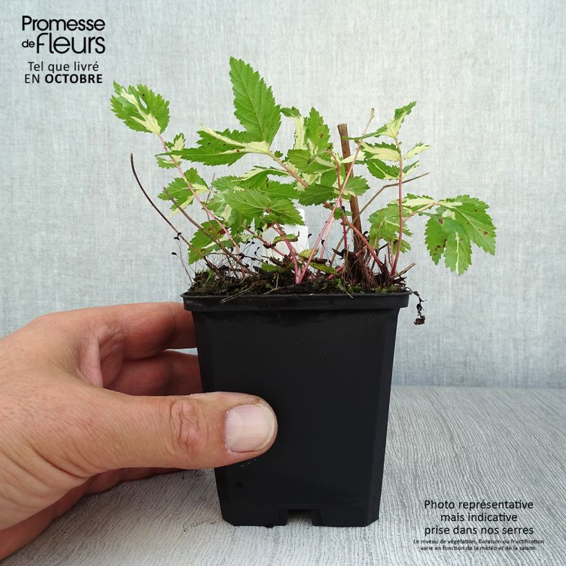 Filipendula ulmaria Variegata 8/9 cm pot sample as delivered in autumn