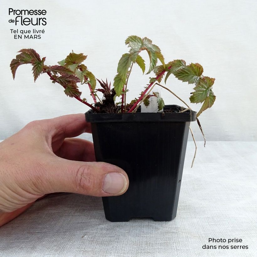 Filipendula vulgaris hexapetala 8/9 cm pot sample as delivered in winter