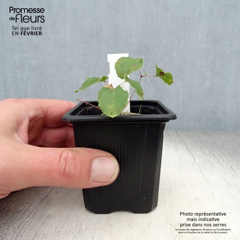 Epimedium Amber Queen - Barrenwort 8/9 cm pot sample as delivered in winter