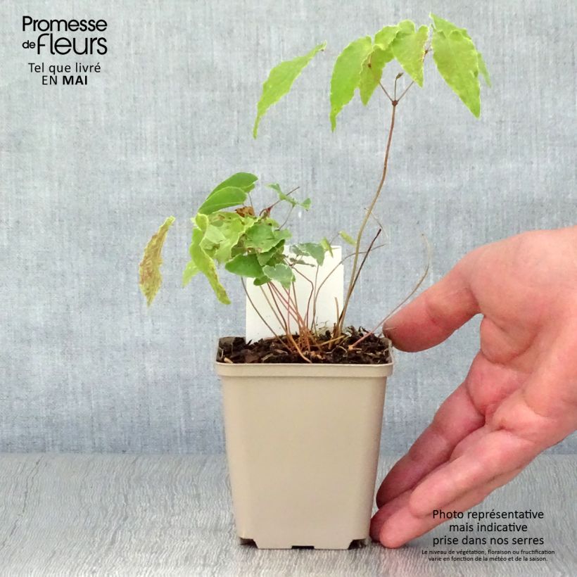 Epimedium Amber Queen - Barrenwort 8/9 cm pot sample as delivered in spring