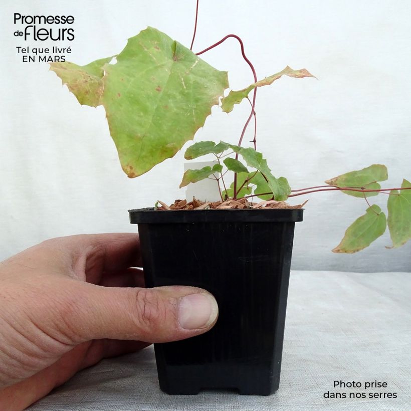 Epimedium Domino - Barrenwort 8/9 cm pot sample as delivered in winter