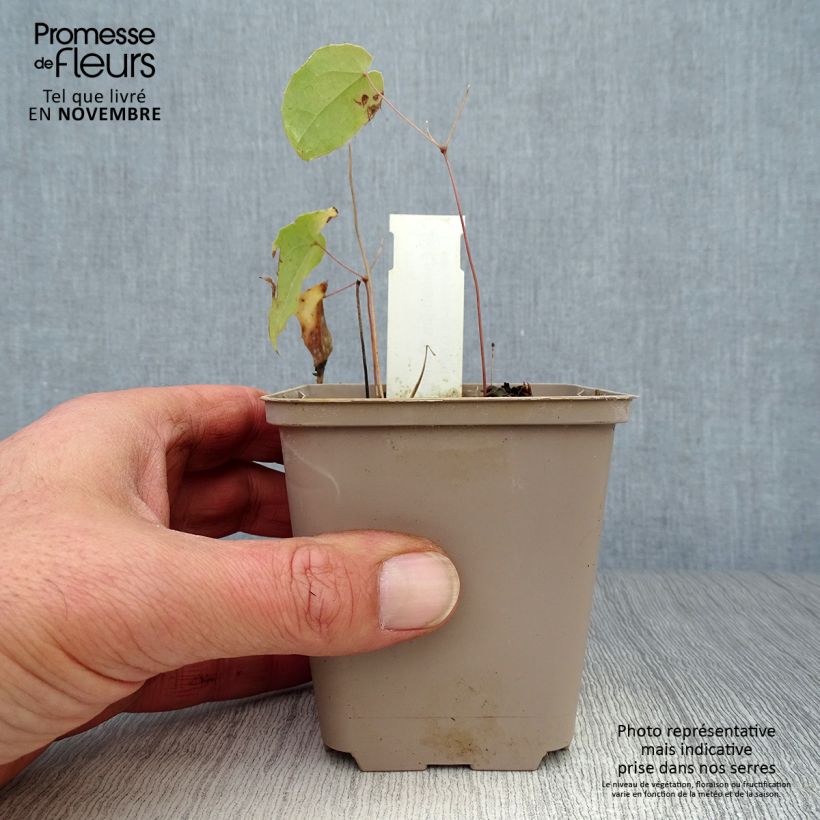 Epimedium Domino - Barrenwort 8/9 cm pot sample as delivered in autumn