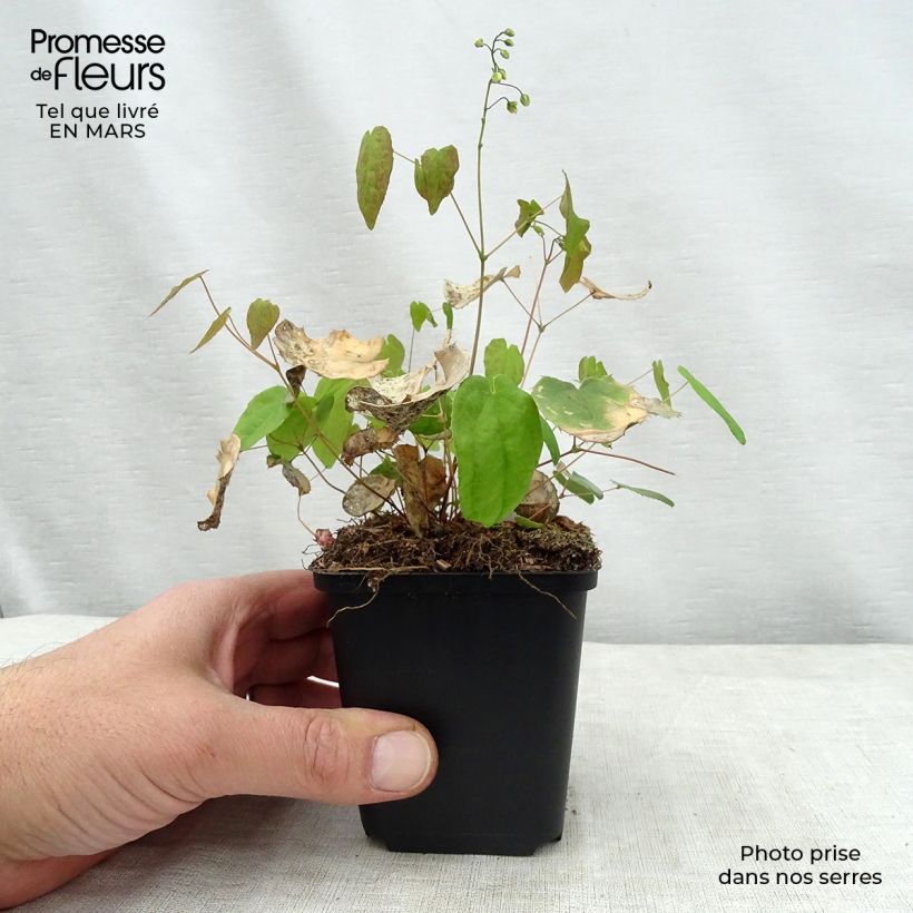 Epimedium Flowers of Sulphur - Barrenwort 8/9 cm pot sample as delivered in spring