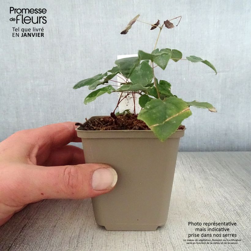 Epimedium Flowers of Sulphur - Barrenwort 8/9 cm pot sample as delivered in winter