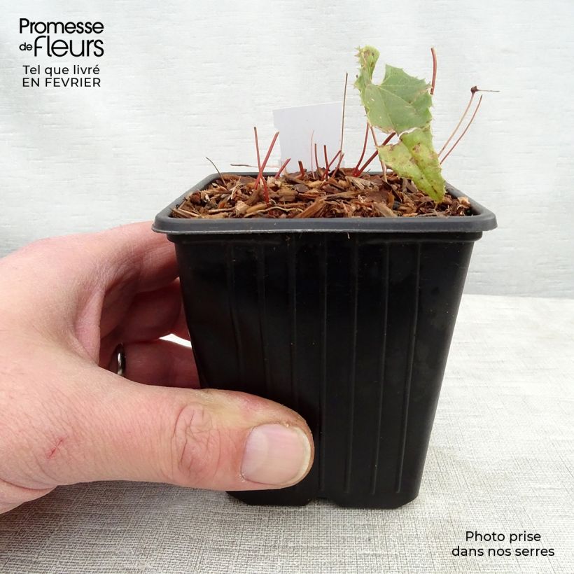 Epimedium Sphinx Twinkler - Barrenwort 8/9 cm pot sample as delivered in winter