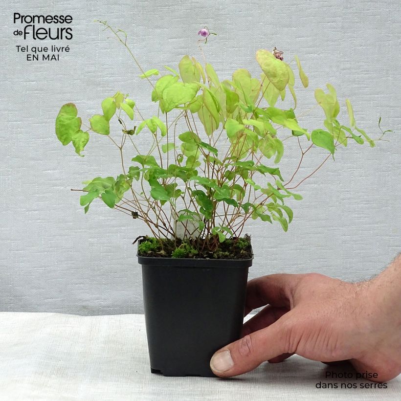 Epimedium grandiflorum Akebono - Fairy Wings 8/9 cm pot sample as delivered in spring
