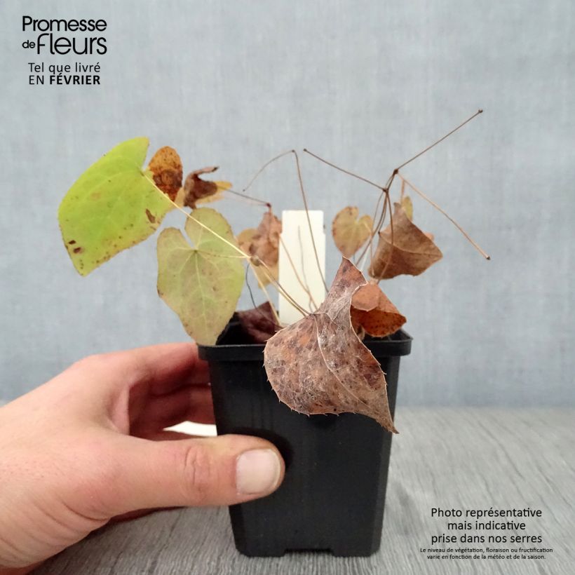 Epimedium pinnatum subsp. colchicum - Barrenwort 8/9 cm pot sample as delivered in winter