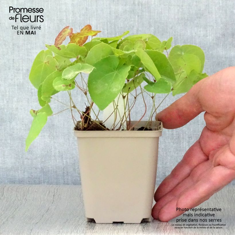 Epimedium pinnatum subsp. colchicum - Barrenwort 8/9 cm pot sample as delivered in spring