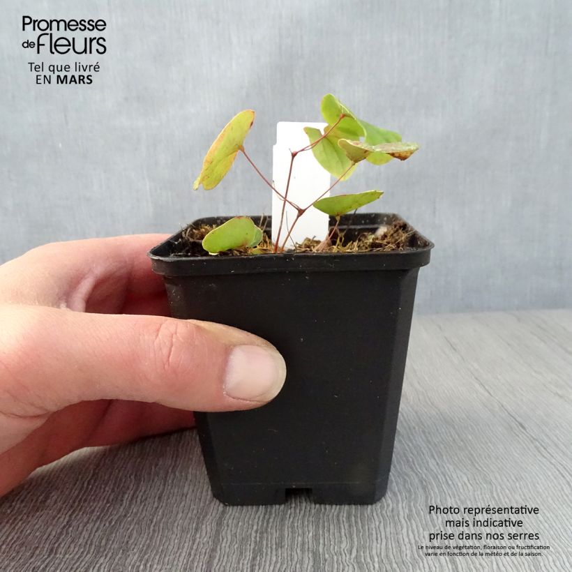 Epimedium pubigerum - Barrenwort 8/9 cm pot sample as delivered in spring