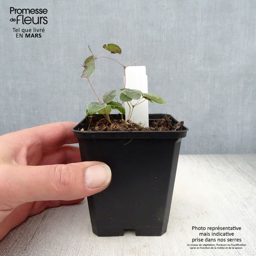 Epimedium pubigerum Orangekönigin - Barrenwort 8/9 cm pot sample as delivered in spring