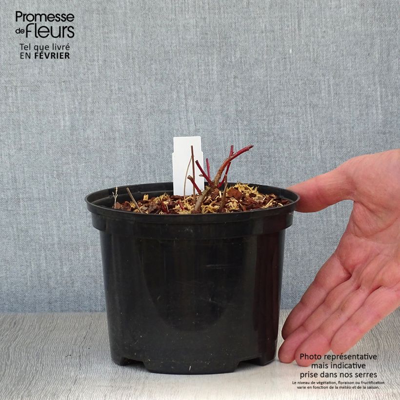 Epimedium pubigerum Orangekönigin - Barrenwort 2L/3L pot sample as delivered in winter