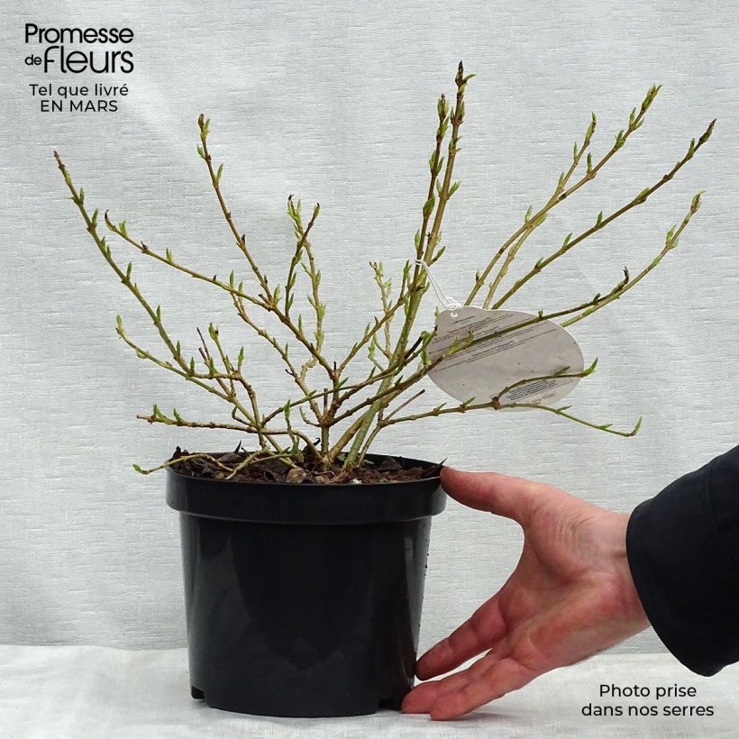 Forsythia intermedia Marée dOr 3L/4L pot sample as delivered in spring