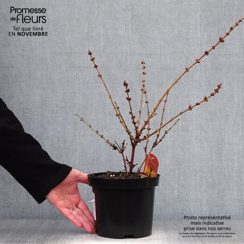 Forsythia intermedia Mêlée dOr 3L/4L pot sample as delivered in autumn