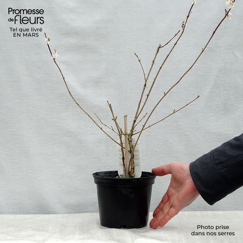 Abeliophyllum distichum - White Forsythia 2L/3L pot sample as delivered in spring