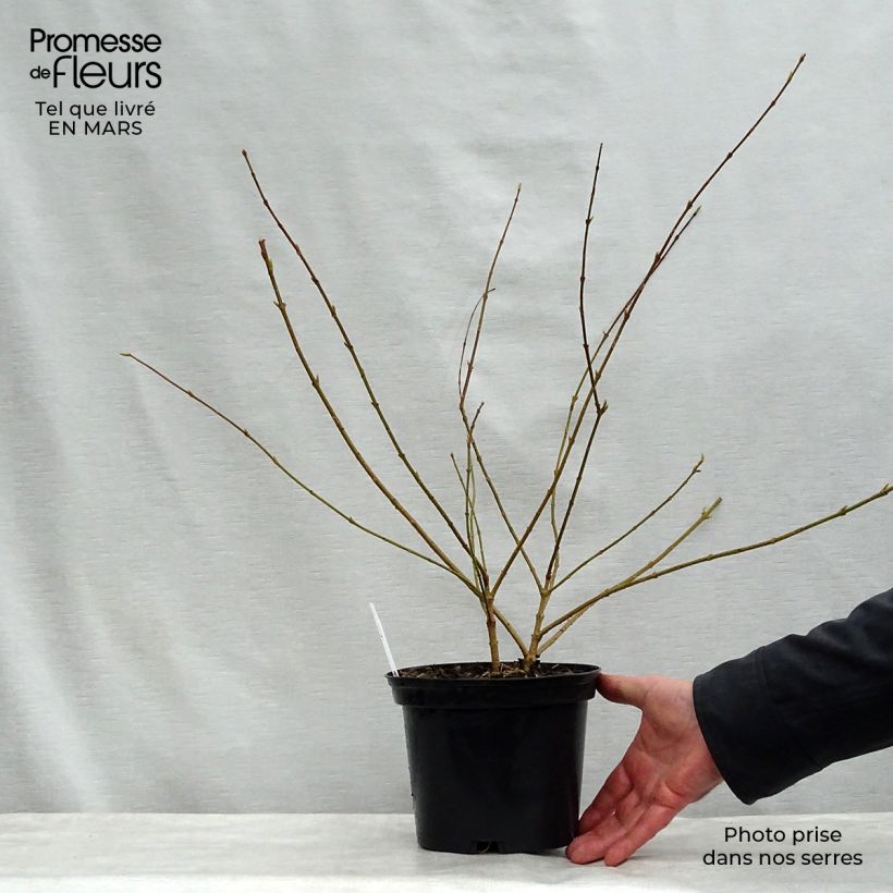 Forsythia intermedia Golden Times 3L/4L pot sample as delivered in spring