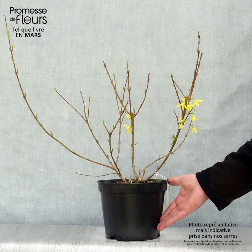 Forsythia intermedia Spectabilis 2L/3L pot sample as delivered in spring