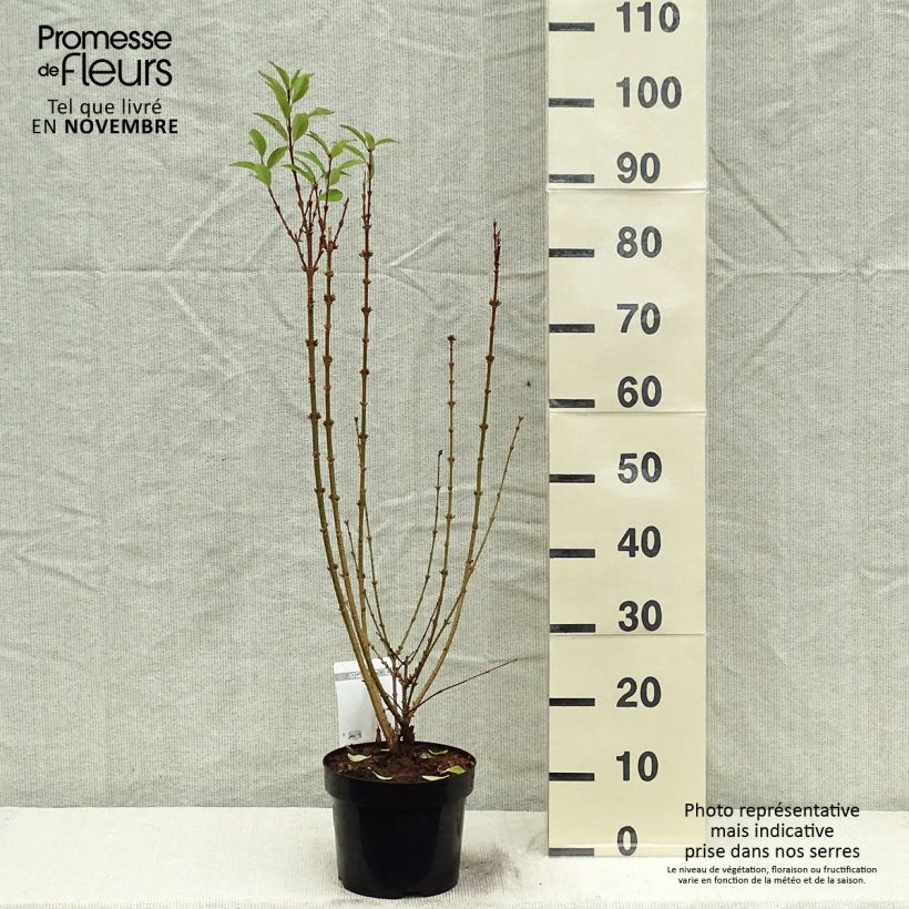 Forsythia intermedia Week-End 2L/3L pot sample as delivered in autumn