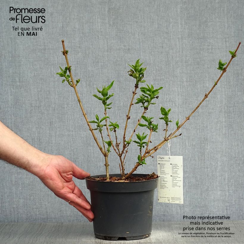 Forsythia intermedia Goldrausch 2L/3L pot sample as delivered in spring