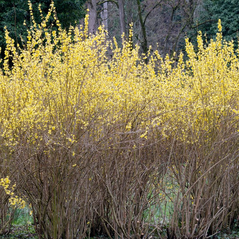 Forsythia intermedia Lynwood (Plant habit)