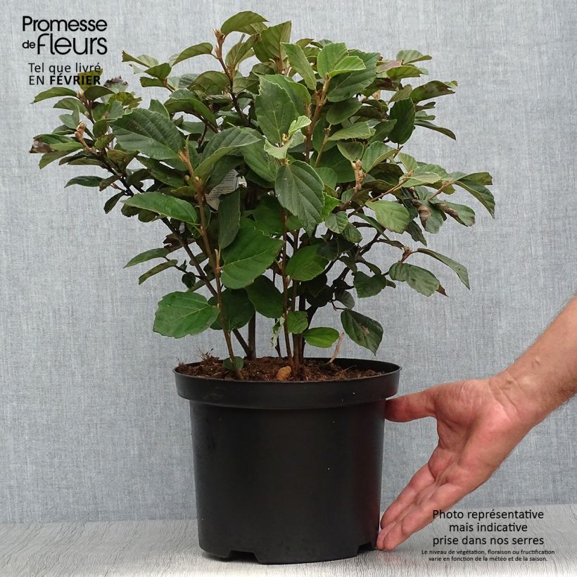 Fothergilla gardenii 3L/4L pot sample as delivered in autumn