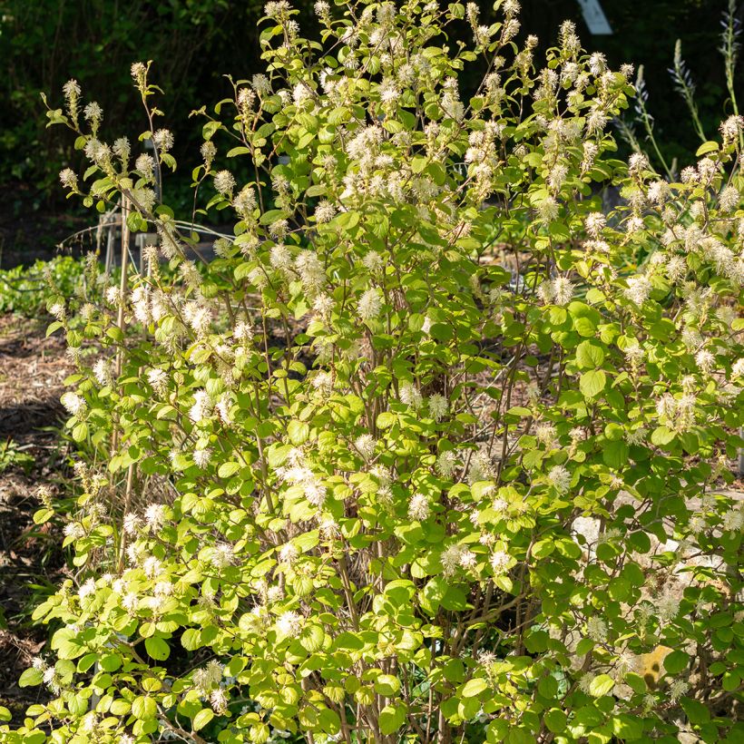 Fothergilla gardenii (Plant habit)