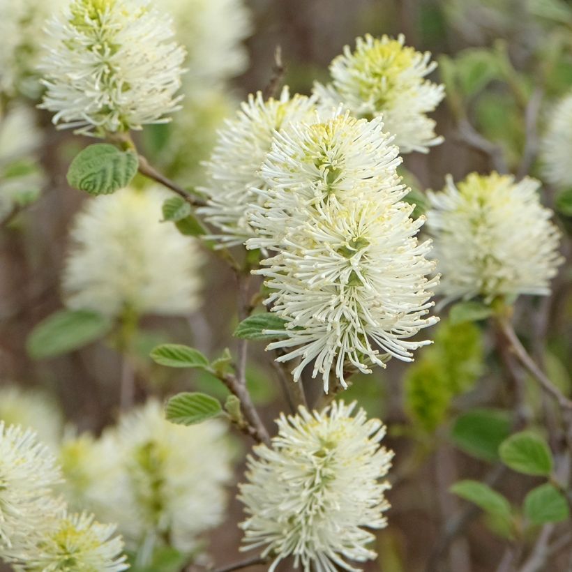 Fothergilla intermedia Blue Shadow (Flowering)