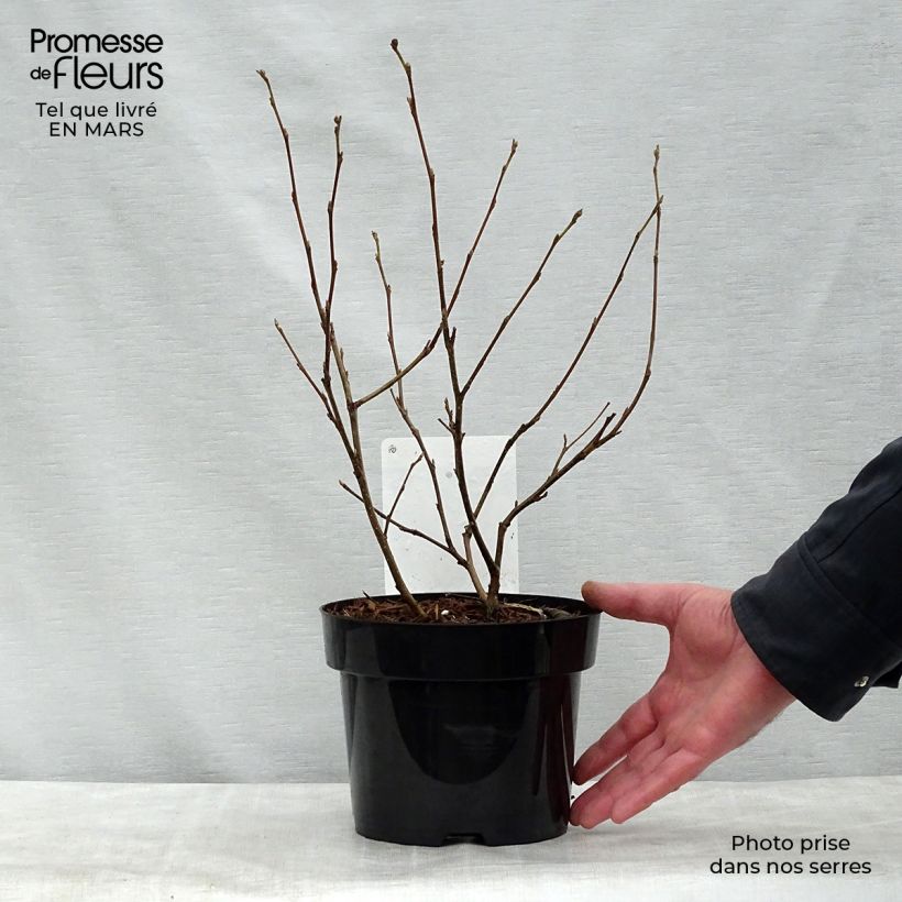 Fothergilla major 3L/4L pot sample as delivered in spring