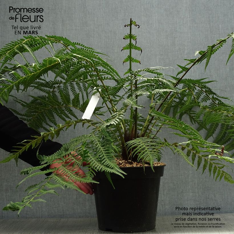 Dicksonia antarctica - Tree Fern 4L/5L pot, Standard sample as delivered in spring