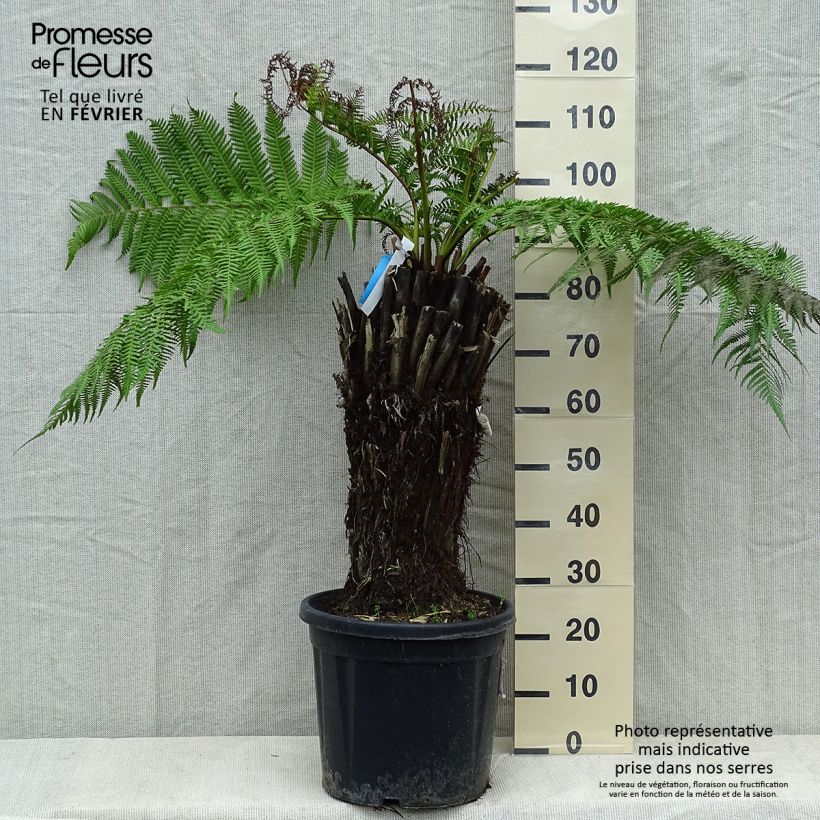 Dicksonia antarctica - Tree Fern 18L/20L pot sample as delivered in winter