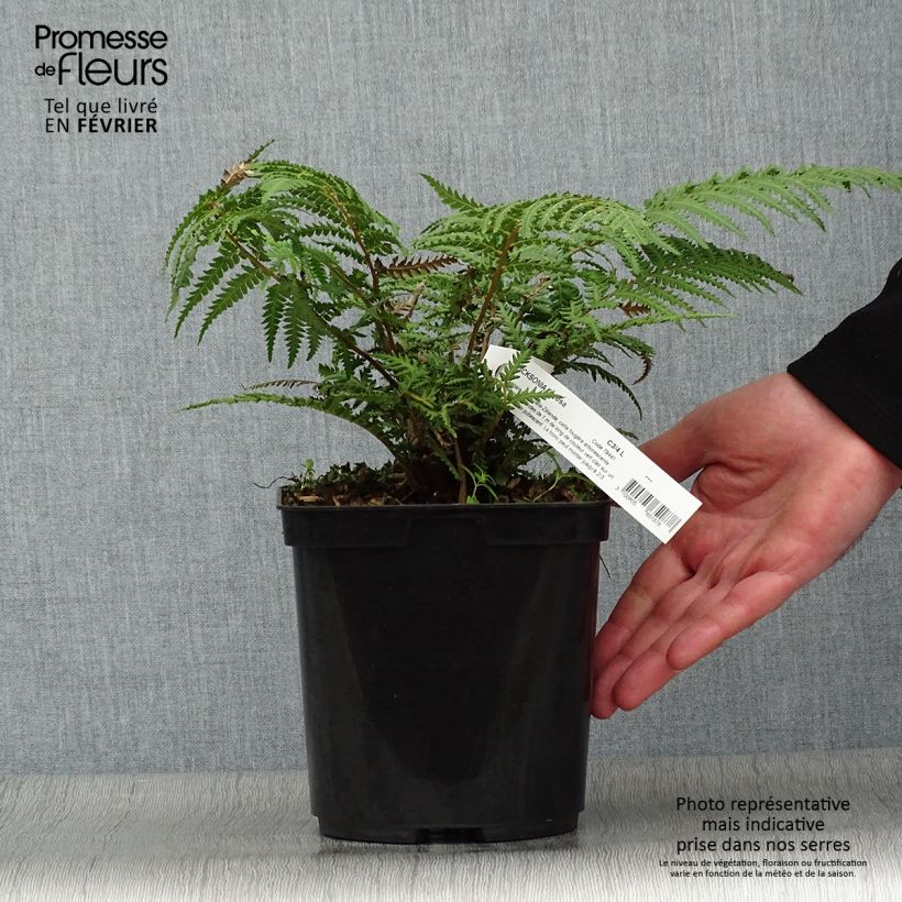 Dicksonia fibrosa - New Zealand Tree Fern 3L/4L pot sample as delivered in winter