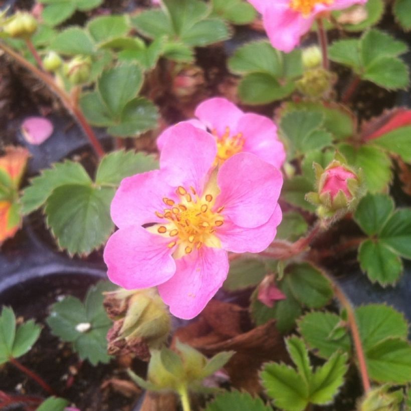 Fragaria Pink Panda (Plant habit)
