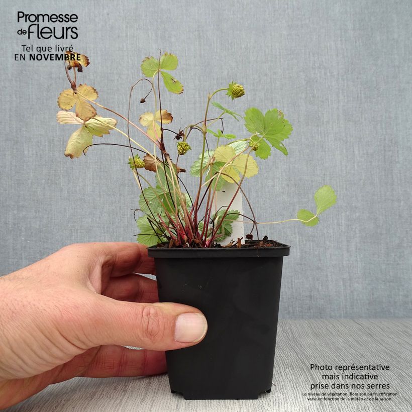 Wild strawberry Alexandria - Fragaria vesca 8/9 cm pot sample as delivered in autumn
