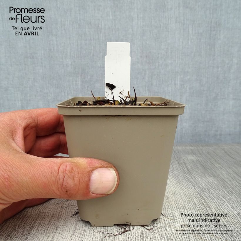 Wild strawberry Alexandria - Fragaria vesca 8/9 cm pot sample as delivered in spring