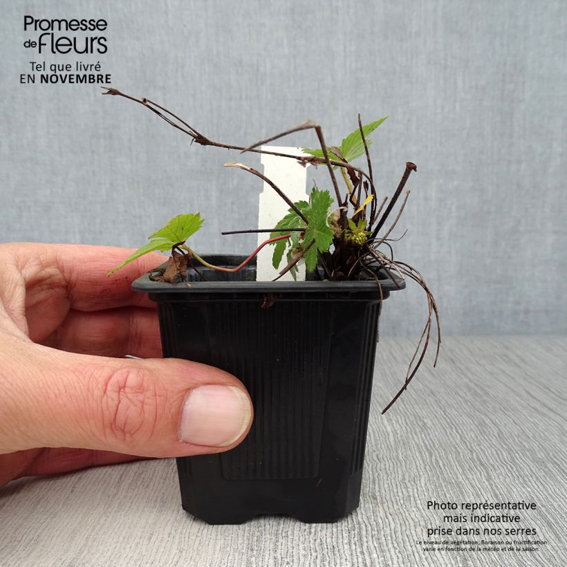 Wild strawberry - Fragaria vesca 8/9 cm pot sample as delivered in autumn