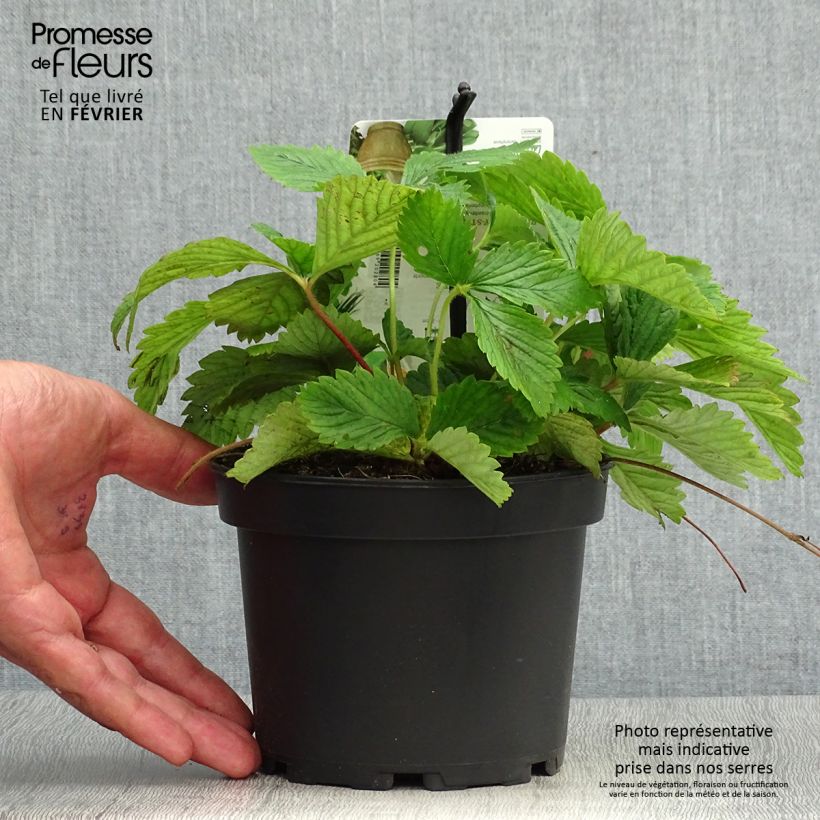 Capron Strawberry - Fragaria moschata 1.5L/2L pot sample as delivered in autumn