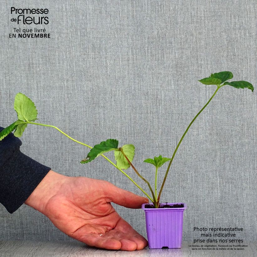 Charlotte Strawberry (everbearing) - Fragaria ananassa 7/8 cm pot sample as delivered in autumn