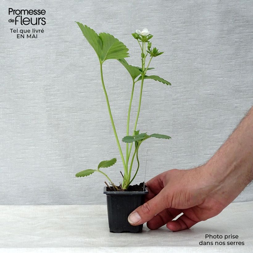 Charlotte Strawberry (everbearing) - Fragaria ananassa 7/8 cm pot sample as delivered in spring