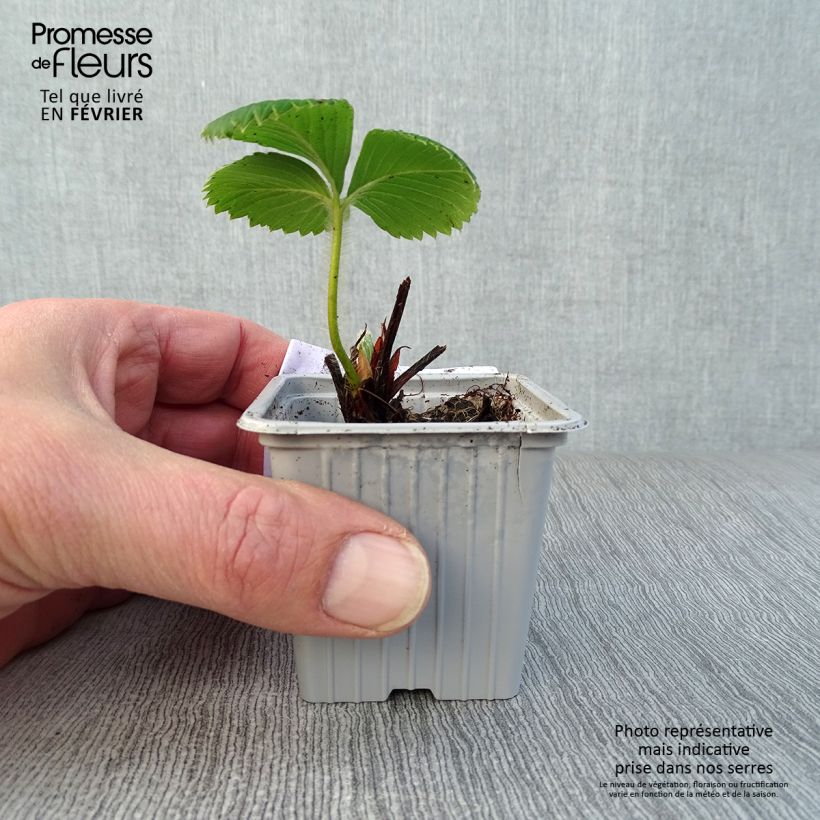 Strawberry Ciflorette - Fragaria ananassa 7/8 cm pot sample as delivered in winter