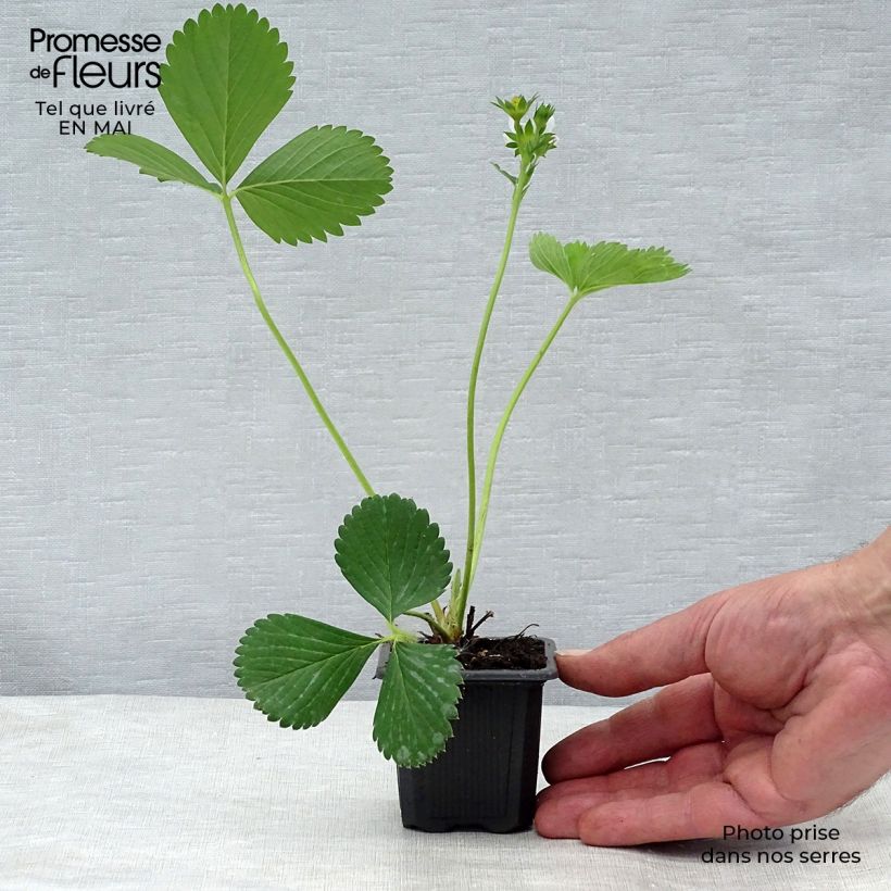 Strawberry Ciflorette - Fragaria ananassa 7/8 cm pot sample as delivered in spring
