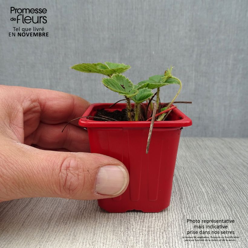Strawberry Cijosée (everbearing) - Fragaria ananassa 7/8 cm pot sample as delivered in autumn