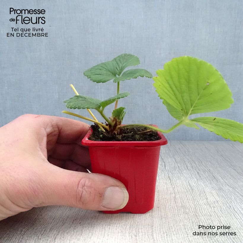 Strawberry Cijosée (everbearing) - Fragaria ananassa 7/8 cm pot sample as delivered in winter