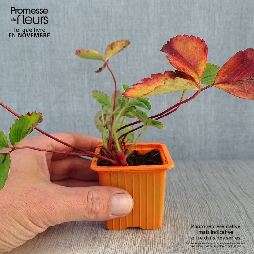 Strawberry Cirafine (everbearing) - Fragaria ananassa 7/8 cm pot sample as delivered in autumn