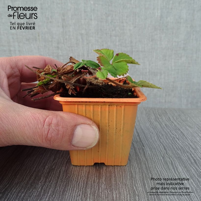 Strawberry Cirafine (everbearing) - Fragaria ananassa 7/8 cm pot sample as delivered in winter
