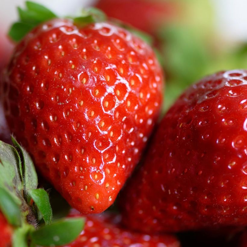 Strawberry Cirano - Fragaria (Harvest)