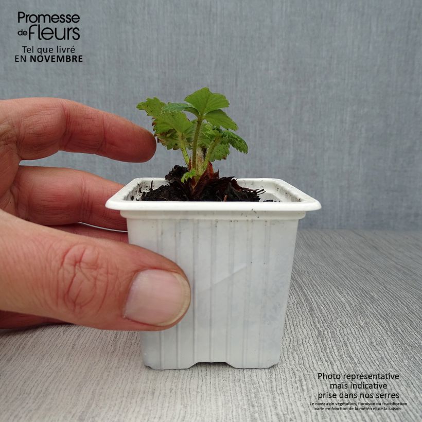 Strawberry Cirano - Fragaria 7/8 cm pot sample as delivered in autumn