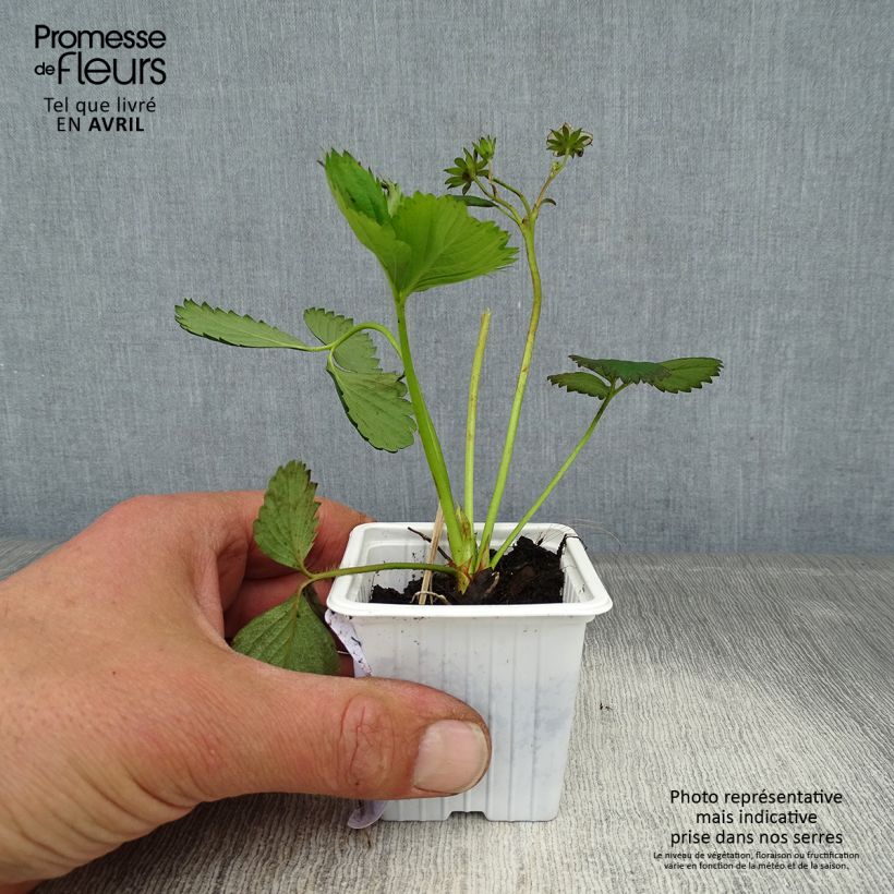 Strawberry Cirano - Fragaria 7/8 cm pot sample as delivered in spring
